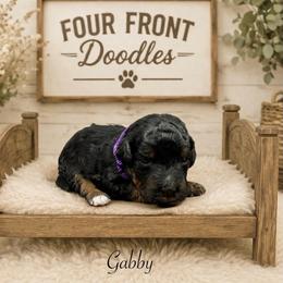 Gabby - Phantom female Bernedoodle puppy in Thornville, Ohio from Four Front Doodles & Friends