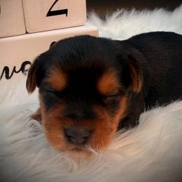 Boy 1 standard - Black and tan male Yorkshire Terrier puppy in Machesney Park, Illinois from Three Yorkie Family