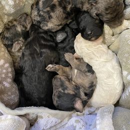 Bernedoodle and Poodle Puppies from Crider’s Critters
