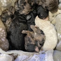 Bernedoodle and Poodle Puppies from Crider’s Critters
