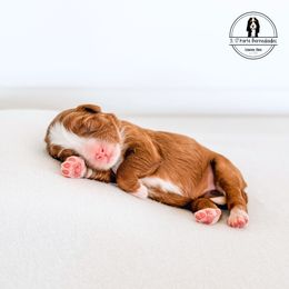 White Collar Female - Spirit - Red female Bernedoodle puppy in Lebanon, Ohio from 3|17 Korte Bernedoodles LLC