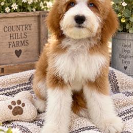 Jasper - Yellow and white male Bernedoodle puppy in Temecula, California from Country Hills Doodles