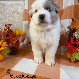 Buckeye - Blue merle male Australian Shepherd puppy in Jonesborough, Tennessee from Lotus Australian Shepherds