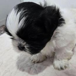Benny - Black and white male Shih Tzu puppy in Carthage, Missouri from Cooley's Cuddle Pups