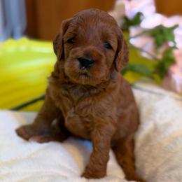 Hazelnut (Hazel) Orange - Red  female Goldendoodle puppy in Toledo, Ohio from Avery Doodle Day LLC