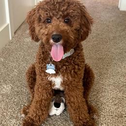 To be determed - Red  male Goldendoodle puppy in South Jordan, Utah from Wasatch Pup