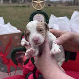 Cherub - Red male Cavapoo puppy in Mount Vernon, Texas from S and J Cavapoos