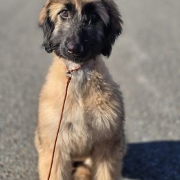 Afghan Hound Puppies from Lenore Light