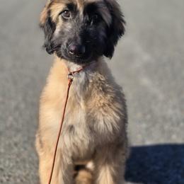 Afghan Hound Puppies from Lenore Light