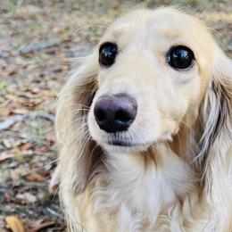 Elsie - Dachshund