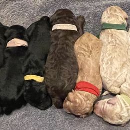 Labradoodle Puppies from Powers Doodles