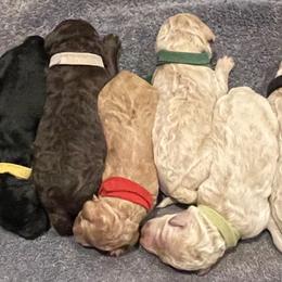 Labradoodle Puppies from Powers Doodles