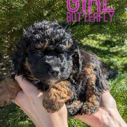 Butterfly - Phantom female Bernedoodle puppy in Cambridge, Minnesota from Country Meadow Doodles