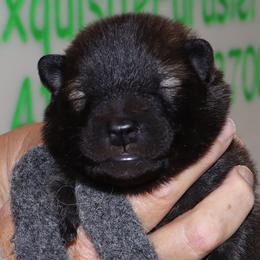 Black Collar - Red male Eurasier puppy in Lakewood, Ohio from Exquisite Eurasier