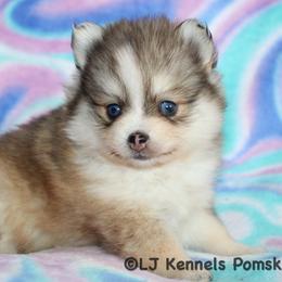 Strawberry - Wolf sable female Pomsky puppy in Centerville, Iowa from LJ Kennels Pomskies, LLC