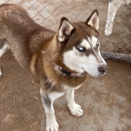 Dutchess - Siberian Husky