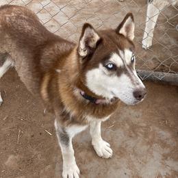 Dutchess - Siberian Husky