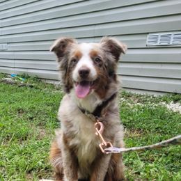 Weenie - Miniature Australian Shepherd