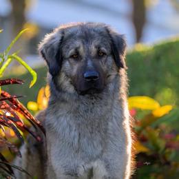 Mando - Anatolian Shepherd Dog