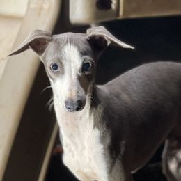 Boy 2 - Italian Greyhound puppy in Waianae, Hawaii from Makanalani Yorkies and Iggys