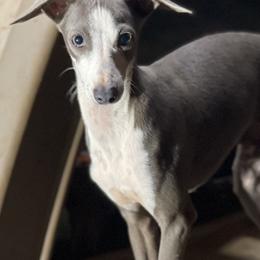 Boy 2 - Italian Greyhound puppy in Waianae, Hawaii from Makanalani Yorkies and Iggys