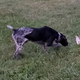 Trulee - German Shorthaired Pointer