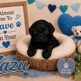 Zazu - Black and white male Shihpoo puppy in Hertford, North Carolina from Heaven Sent Shihpoo's