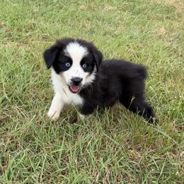 Anthony (BBM) - Black & white male Australian Shepherd puppy in Hubbard, Texas from Poston Paddock Aussies LLC
