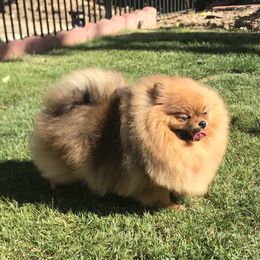 Isabeau - Pomeranian
