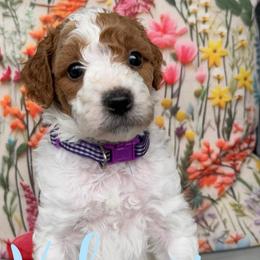 Valencia - Parti female Goldendoodle puppy in Chattanooga, Tennessee from Scenic City Doodles