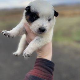 Pluto - Blue mottled male Australian Cattle Dog puppy in Ellensburg, Washington from Boondock Bandits