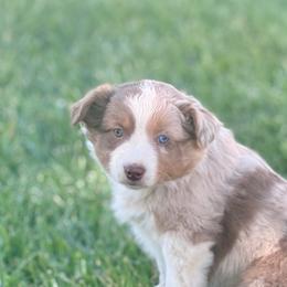 Nemo - Red merle male Miniature Australian Shepherd puppy in California from Eagle River Aussies