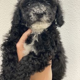 Cavapoo and Poodle Puppies from Happy Tails Poods and Doods