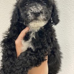 Cavapoo and Poodle Puppies from Happy Tails Poods and Doods