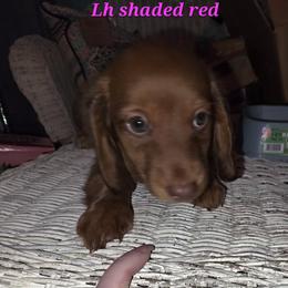 Ruby - Red female Dachshund puppy in Henderson, Tennessee from ELLIES DARLIN DOXIES