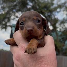Smaller boy - Chocolate and tan male Dachshund puppy in Ocala, Florida from Dalmar Floridachs