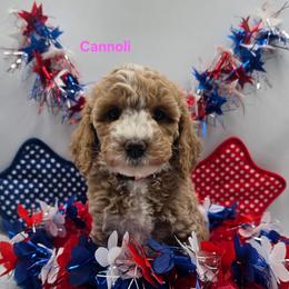 Blossom - Apricot female Goldendoodle puppy in Summerville, South Carolina from Channys Doodles