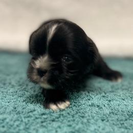 Boy 5 - Black and white male Shih Tzu puppy in Mobile, Alabama from FluffyTail Shih Tzu