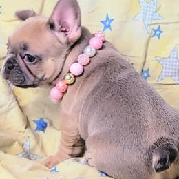 French Bulldog Puppies from JOLYNN Mecham