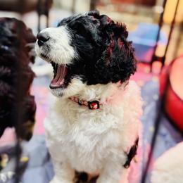 Aussiedoodle and Bernedoodle Puppies from Little Hawcreek Doodles
