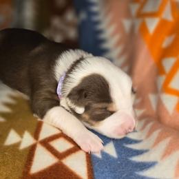 Cranberry - Red tri-color female Australian Shepherd puppy in Russellville, Kentucky from Page Family Homestead