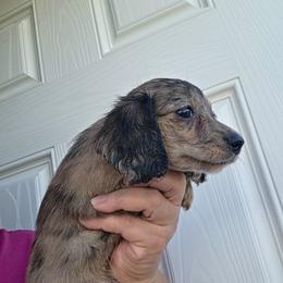 Sunday - Dapple female Dachshund puppy in El Paso, Texas from Mells Weenies