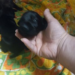 German Shorthaired Pointers from Weiss GSP's