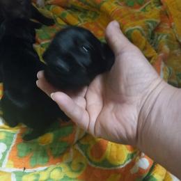 German Shorthaired Pointers from Weiss GSP's