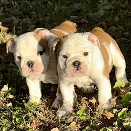 Bulldog Puppies from Moffitt Bulldogs