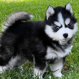 Pomskies from SnowBears Pomsky Ranch