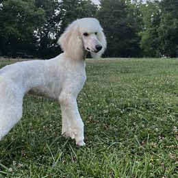 Boy 2 - White Poodle puppy in Corryton, Tennessee from Outlaw Standard Poodles