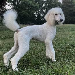 Boy 2 - White Poodle puppy in Corryton, Tennessee from Outlaw Standard Poodles