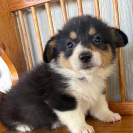 Jupiter - Black and tan female Pembroke Welsh Corgi puppy in Derby, Iowa from NHC Kennels