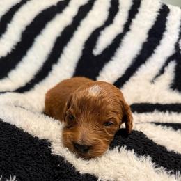 Zazu - Red  male Goldendoodle puppy in Jacksonville, Florida from Dandelion Doodles